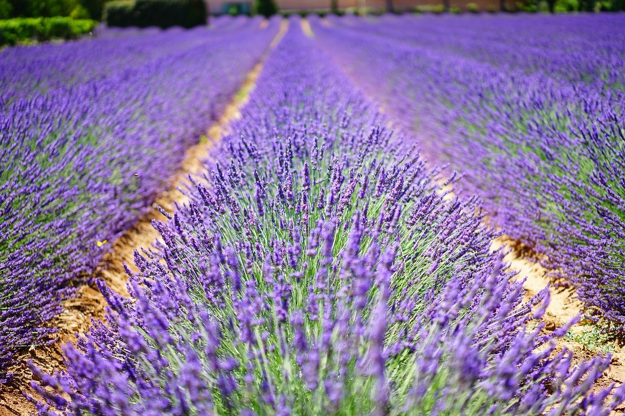 8 Herbs and Supplements That May Help You Fight Depression
