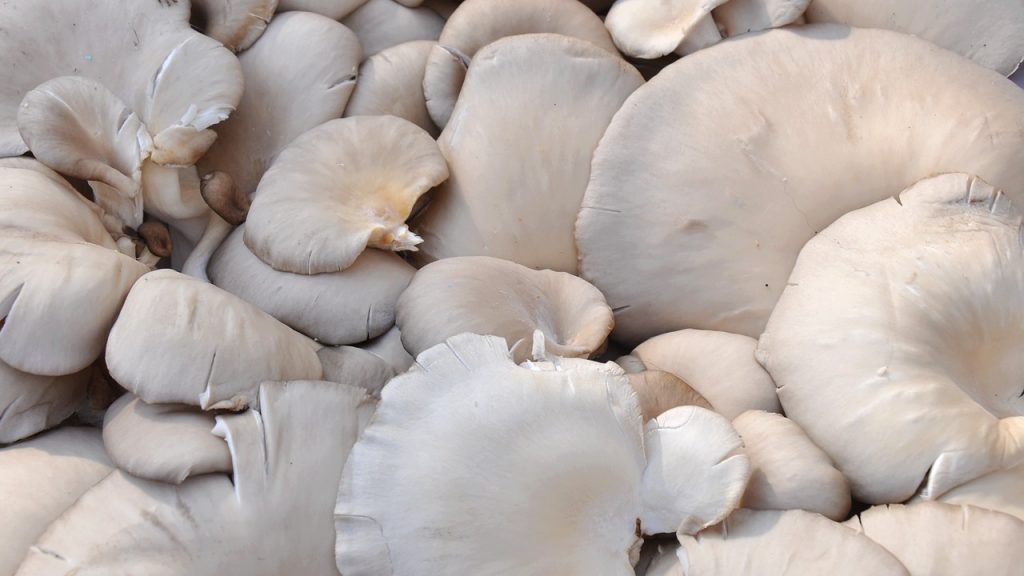 The 10 Best Mushrooms to Eat Healthy Mushrooms Eden Boost