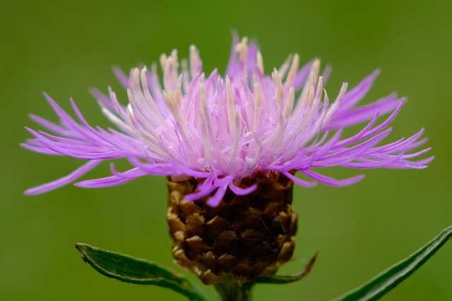 milk thistle flower