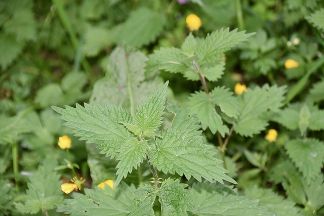 organic nettle leaf