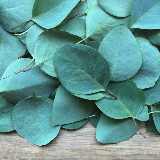 eucalyptus leaves