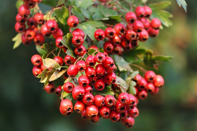 organic hawthorn berry featured